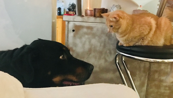 AI: Friend or&nbsp;Foe?